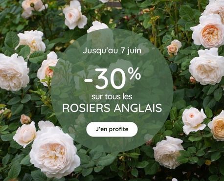 -30% rosiers anglais jusqu'au 7 juin