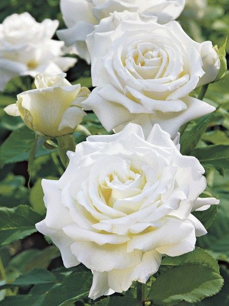 Rosier moderne 'Pape Jean-Paul II '