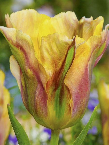Tulipe viridiflora 'Golden Artist'