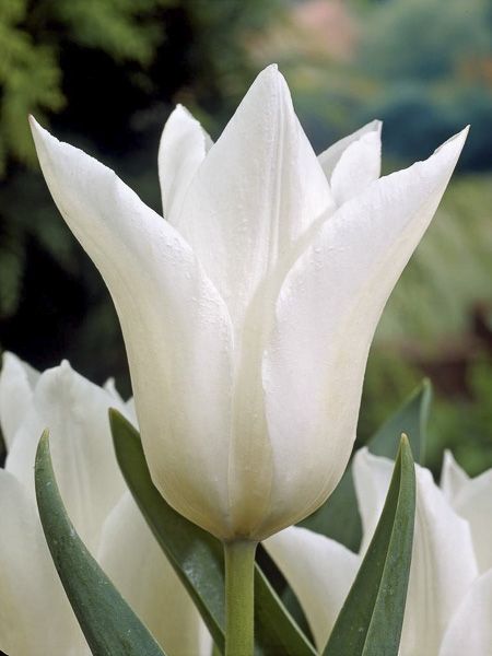Tulipe à fleur de lis 'White Triumphator' - Tulipa Gpe fleur de lis -  Jardin du Pic Vert