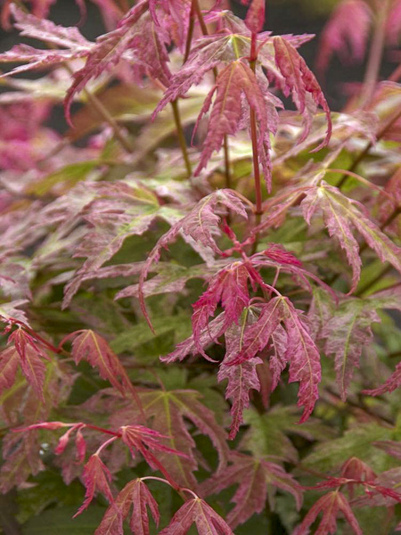 Érable Du Japon Acer Palmatum Phoenix - Plante Caduque En Pot Pour Jardin, 2m Hauteur