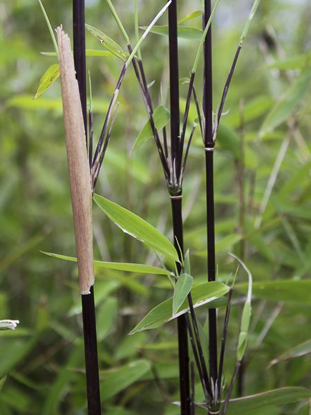 Bambou non traçant 'Black Pearl'