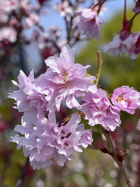 Cerisier à fleurs 'Oshidori'