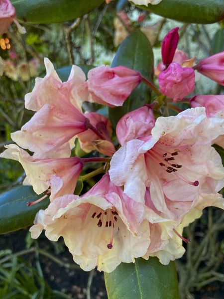 Rhododendron 'Virginia Richards'