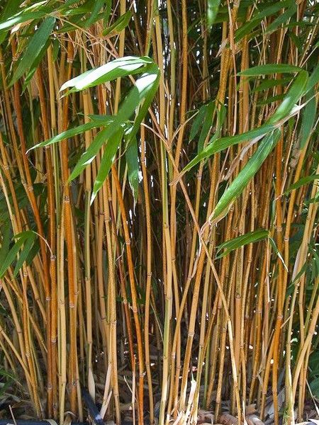 Bambou 'Kimmei'
