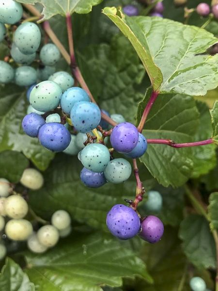 Vigne vierge à fruits bleus