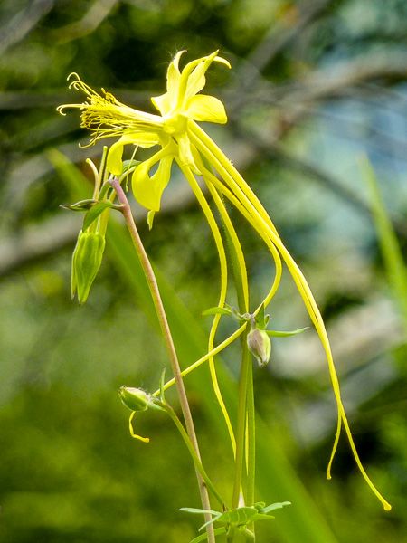 Ancolie à longs éperons - Aquilegia longissima - Le Jardin du Pic Vert