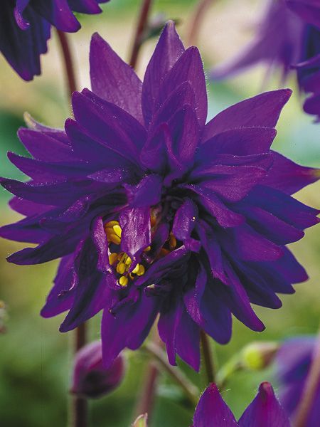 Ancolie des jardins 'Clementine Dark Purple'