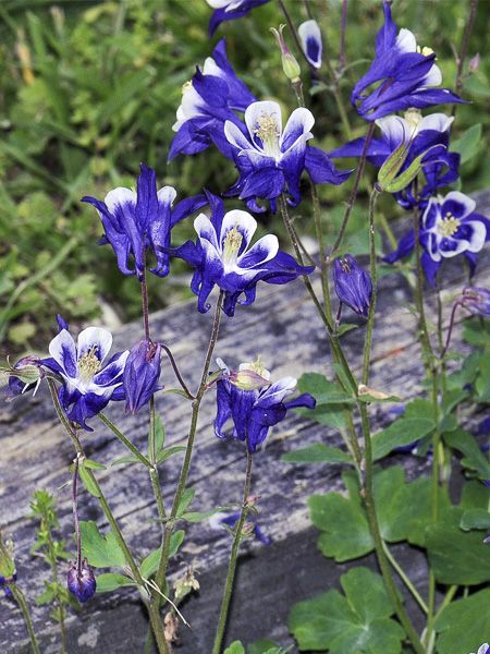 Ancolie des jardins 'Winky Blue White'