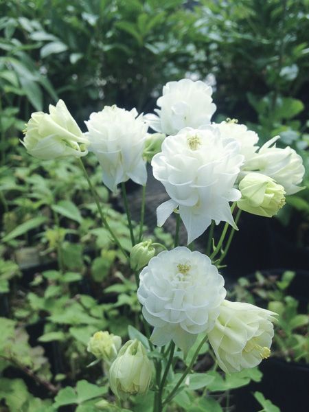 Ancolie des jardins 'Winky White and White'