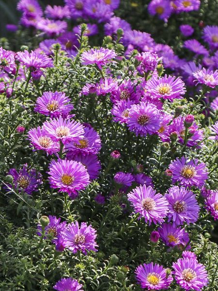 Aster nain 'Heinz-Richard'