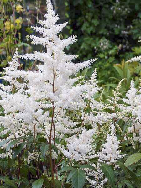 Astilbe 'Avalanche'