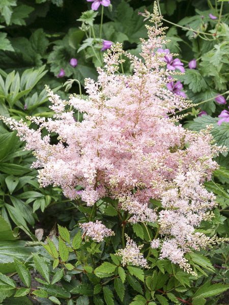 Astilbe 'Younique Silvery Pink'