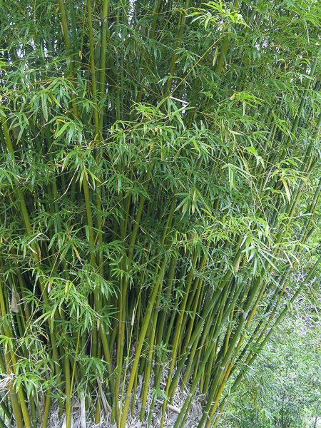 Bambou des haies