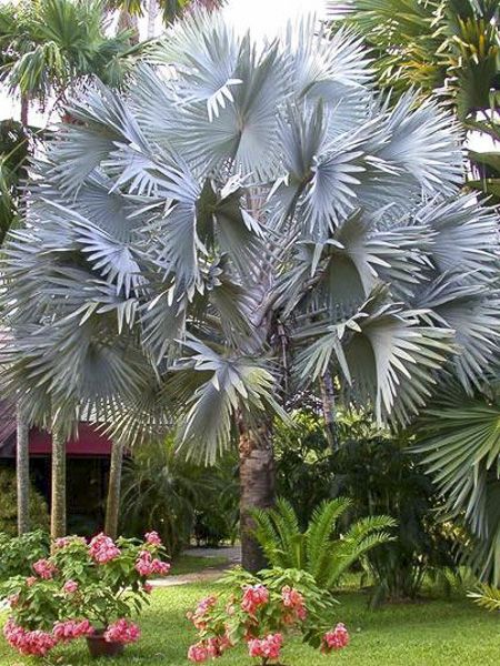 Bismarckia Nobilis palmier bleu de Madagascar 5 graines 