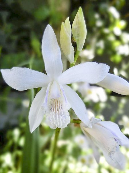 Orchidée jacinthe 'f. gebina'