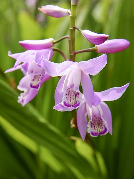 Orchidée jacinthe 'Rose'