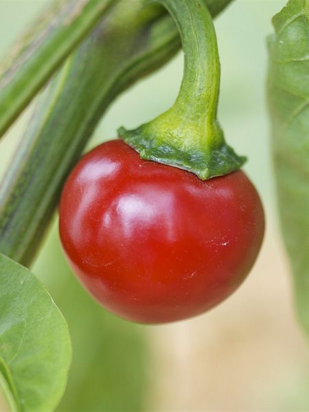 Piment 'Red Cherry Small'