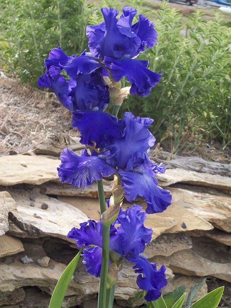 Iris des jardins 'Blenheim Royal'