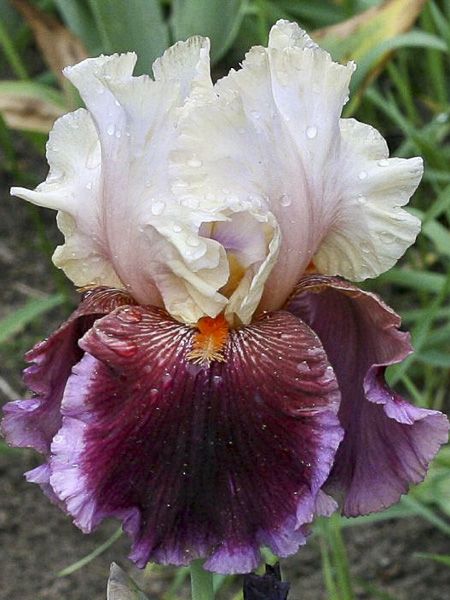 Iris des jardins 'Dance Hall Dandy'