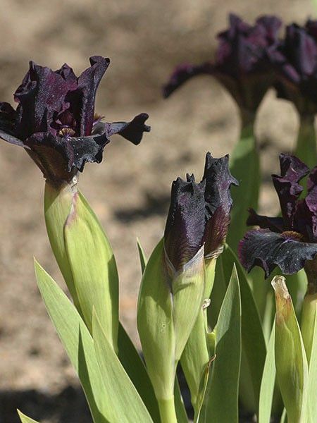 Iris des jardins 'Devil Baby'