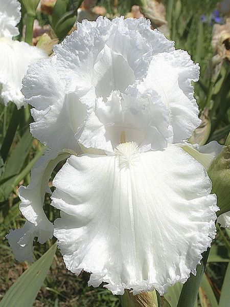 Iris des jardins 'Laced Cotton'