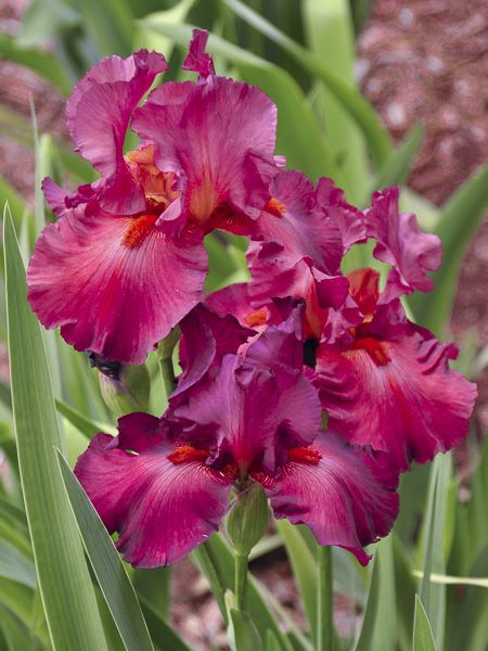 Iris des jardins 'Lady Friend'