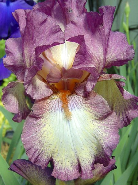Iris des jardins 'Dame Blanche