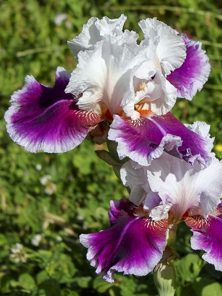 Iris des jardins 'Ringo'