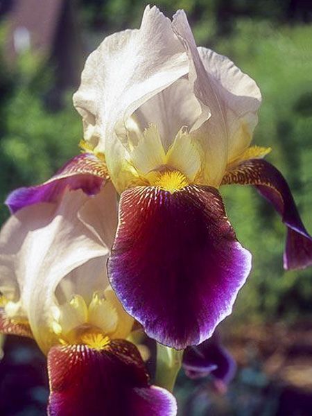 Iris des jardins 'Shah Jehan'