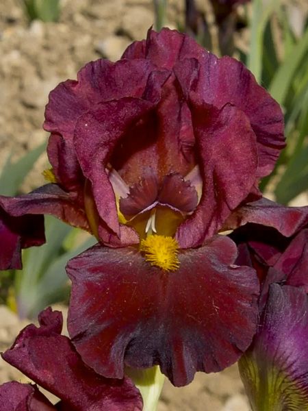 Iris des jardins 'Young Blood'