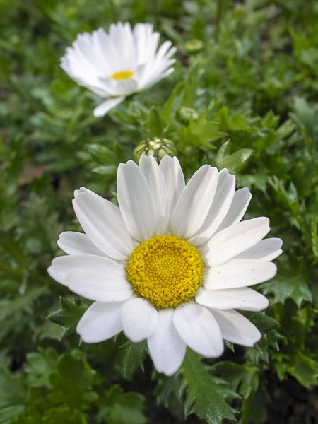 Chrysanthème des marais 'Snow Daisy'