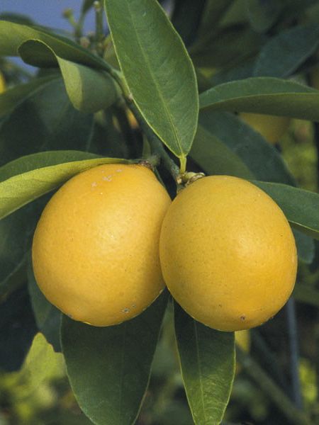 Limequat, Citrofortunella