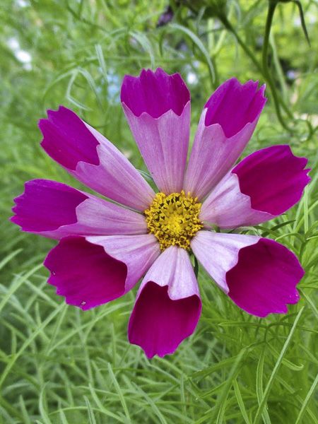 Cosmos 'Piper Red'