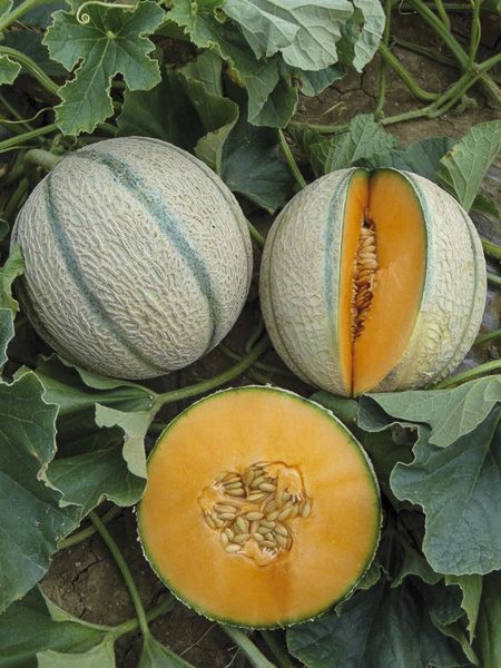 Melon 'Artemis F1'