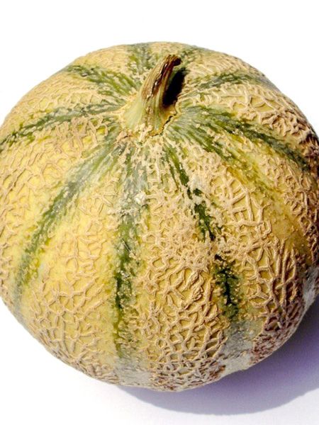Melon 'Troubadour'