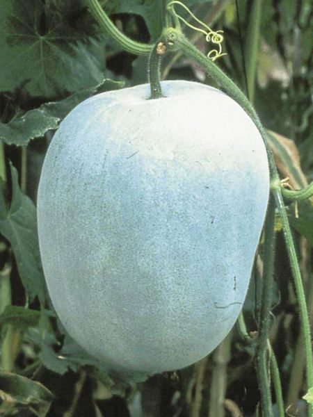 Courge cireuse, Melon d'hiver 'Twonga'