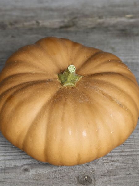 Courge musquée 'Tancheese'