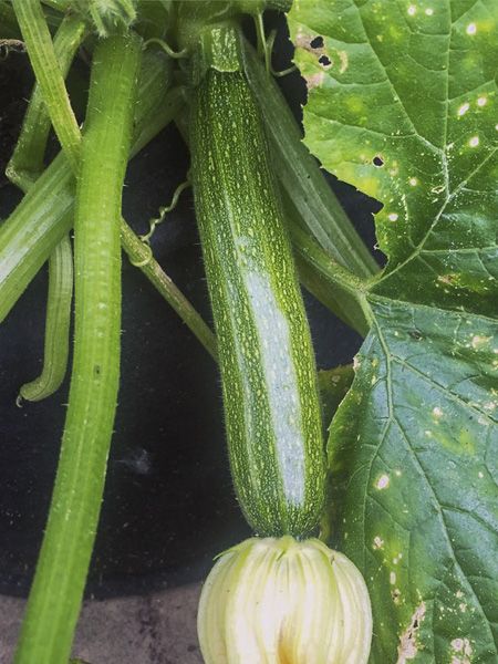 Courgette 'Defender F1 '