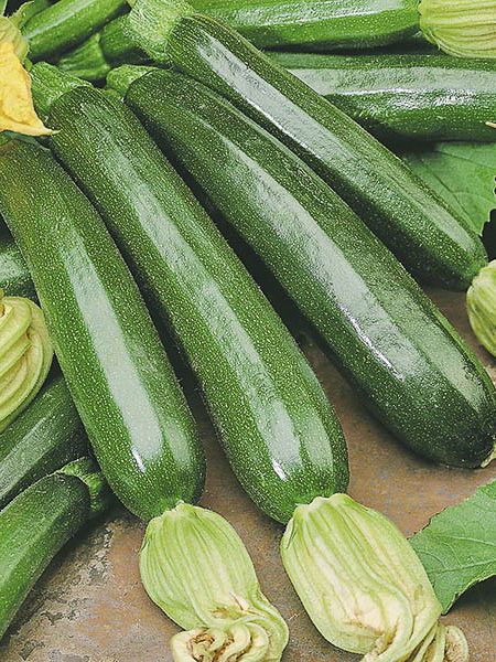 Courgette 'Firenze'