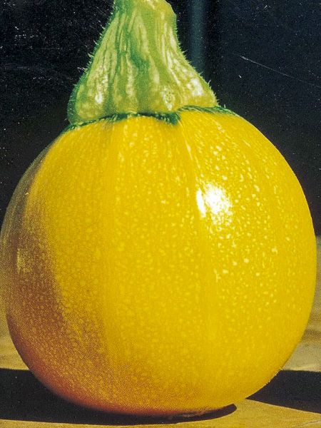 Courgette 'Jaune One Ball'