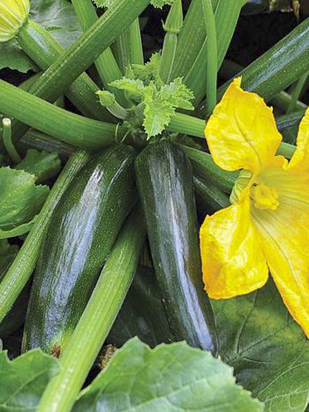 Courgette 'Midnight F1 '
