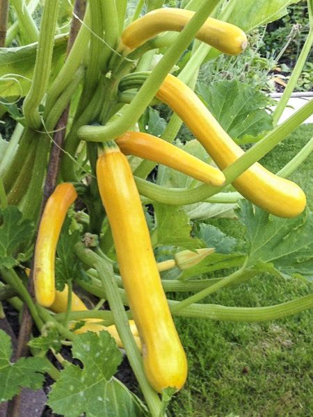 Courgette 'Shooting Star F1'