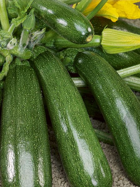 Courgette 'Storr's Green F1'