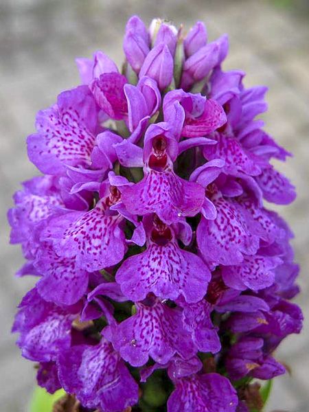 Orchis foliosa