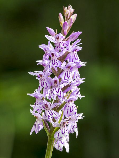 Orchis fuchsii