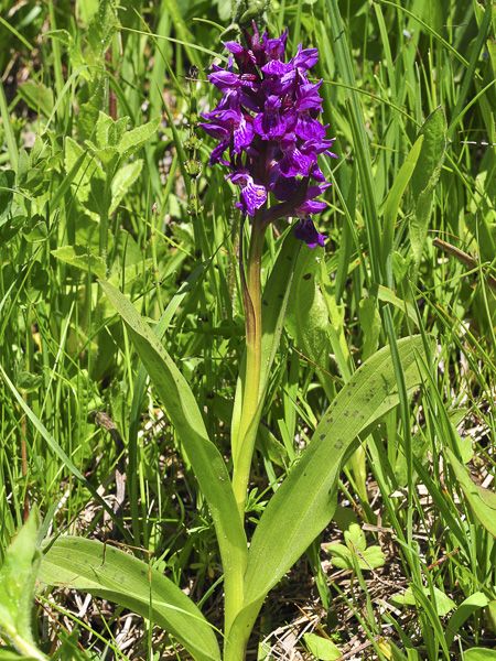 Orchis majalis