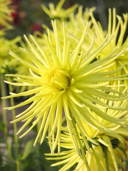 Dahlia cactus 'Gryson's Yellow Spider'