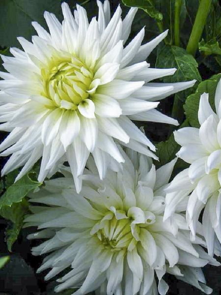 Dahlia cactus nain 'White Happiness'