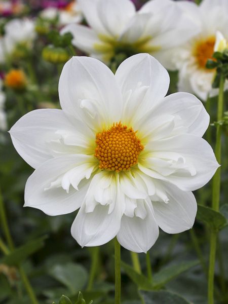 Dahlia collerette 'Twyning's White Chocolate'